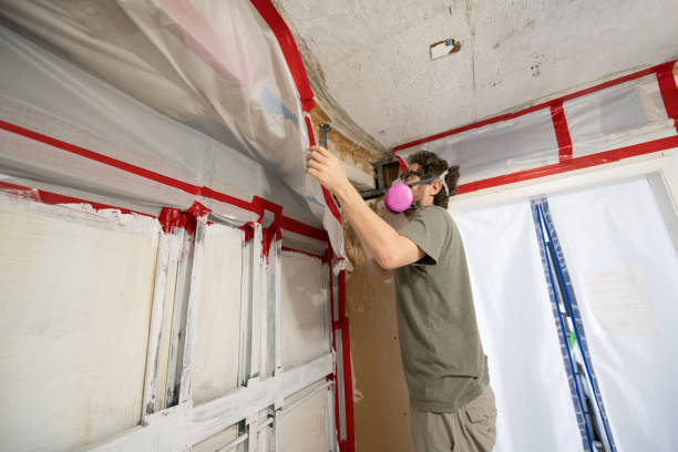 Best Basement Mold Removal  in Prceton, IN